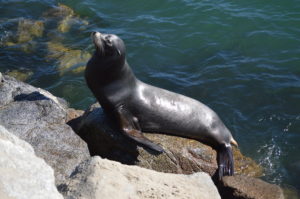 a seal on a rock