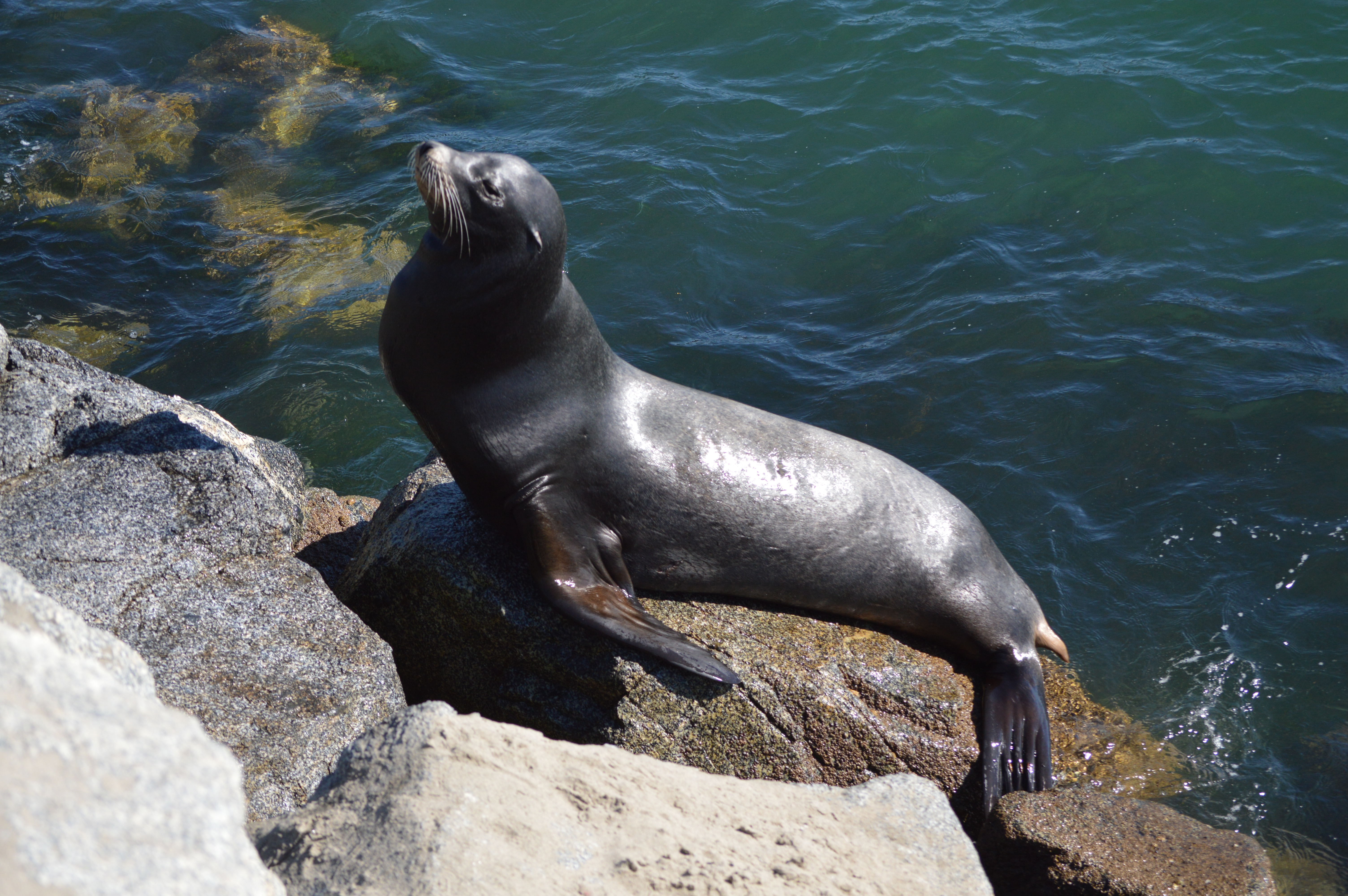 a seal on a rock by the water