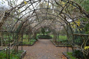 a path with a tunnel of vines