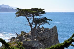 a tree growing on a rock by the water with 17-Mile Drive in the background