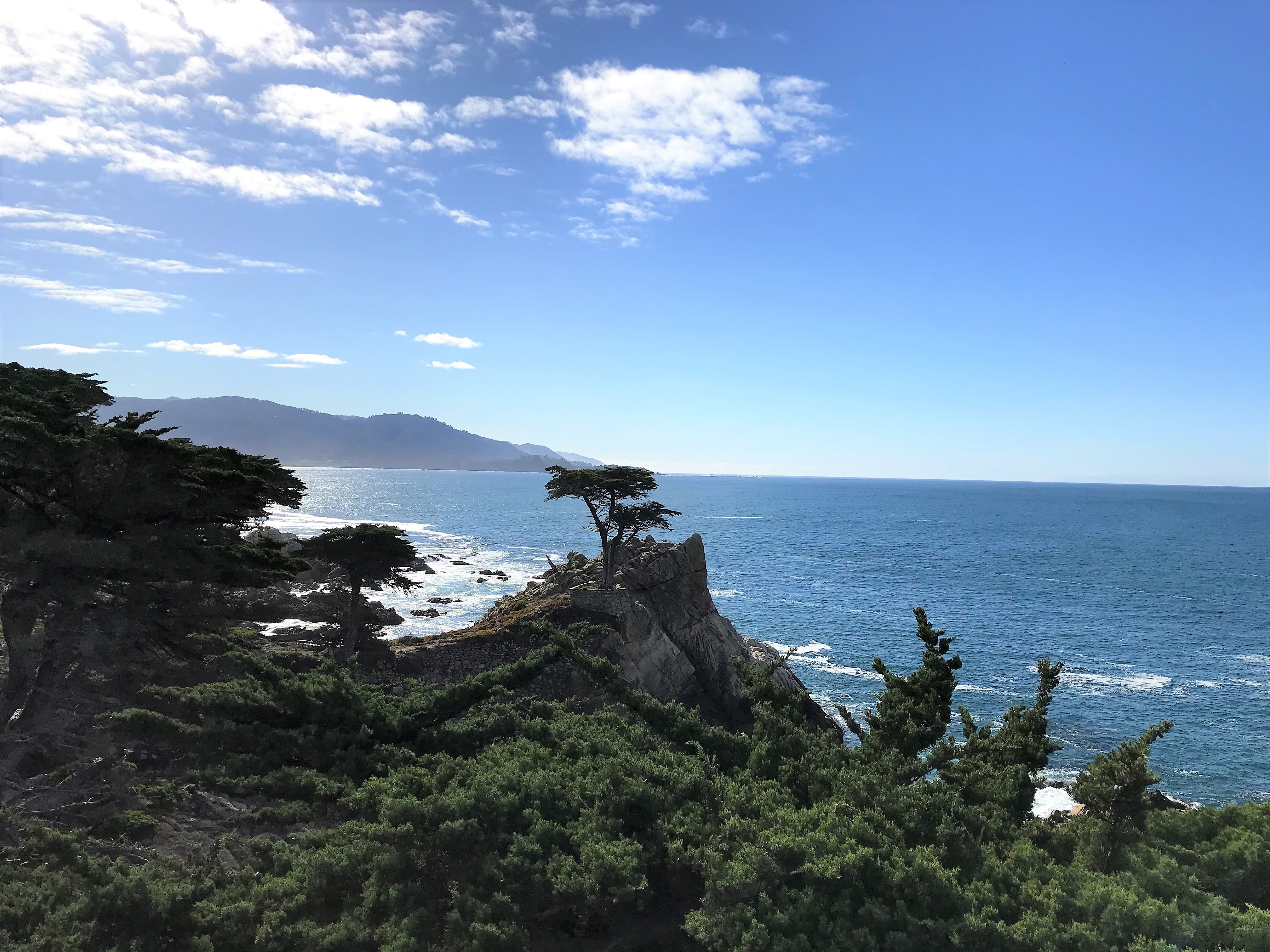 a tree on a cliff by the ocean