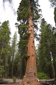 a tall tree with many branches