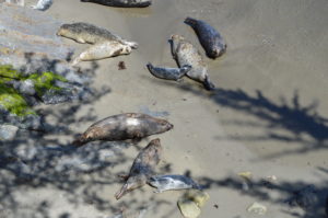 seals lying on the sand