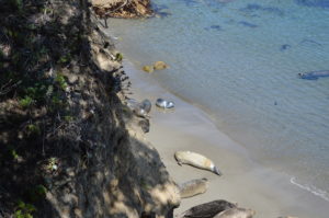 seals on the beach by the water