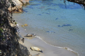 seals on the beach near a cliff