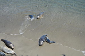 a group of seals in the water