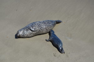 a seal and a baby seal on the beach