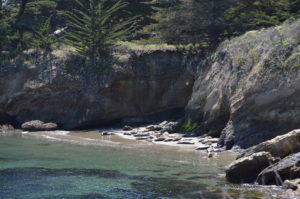 a rocky beach with trees and rocks