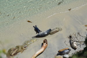 a group of seals in a shallow body of water