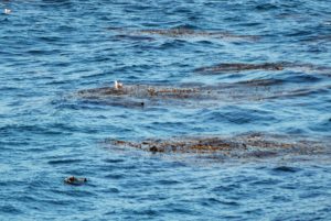 a seagull swimming in the water