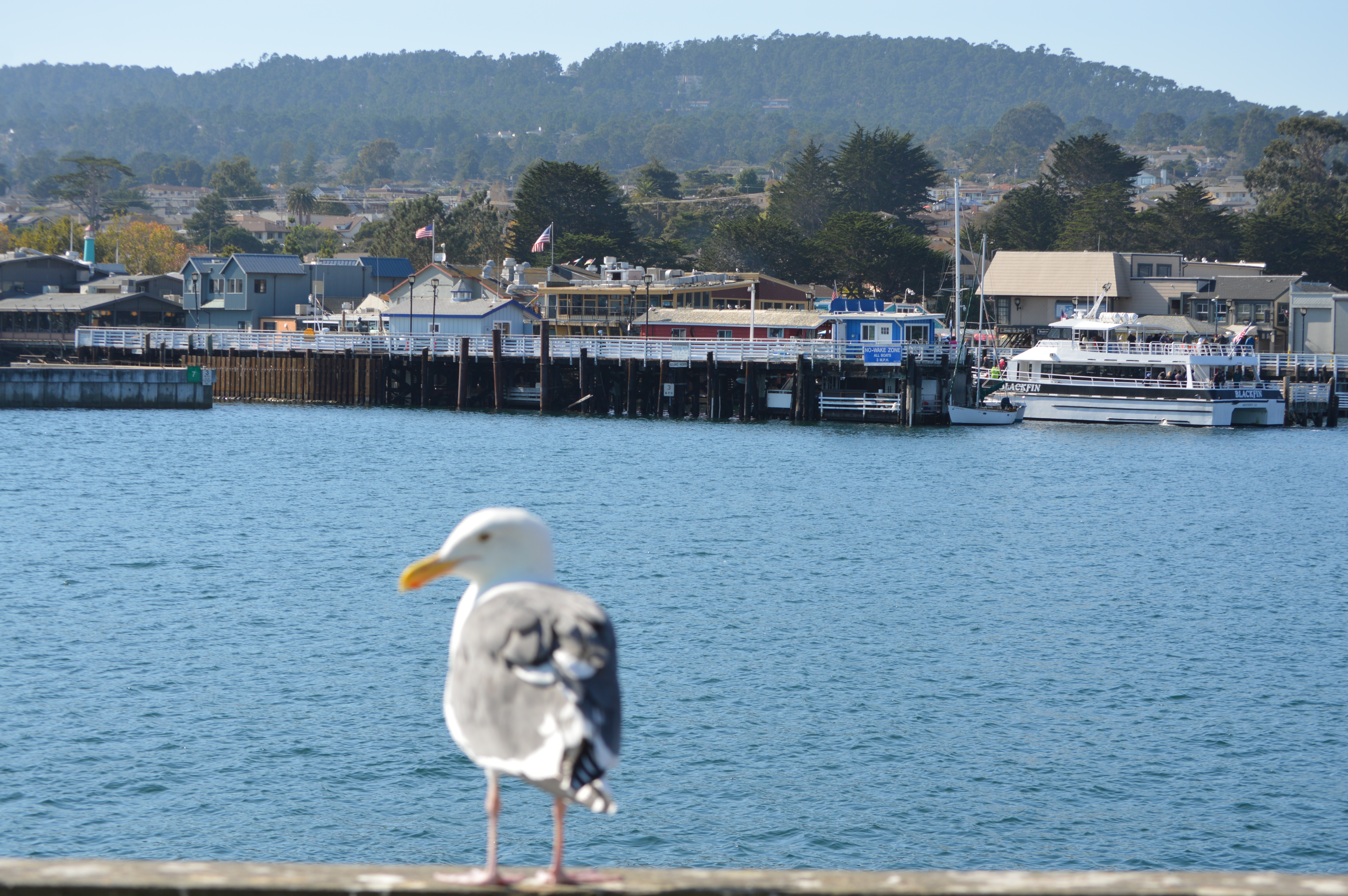 a seagull standing on a railing overlooking a body of water