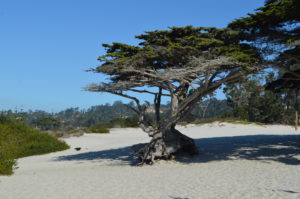 a tree in the sand