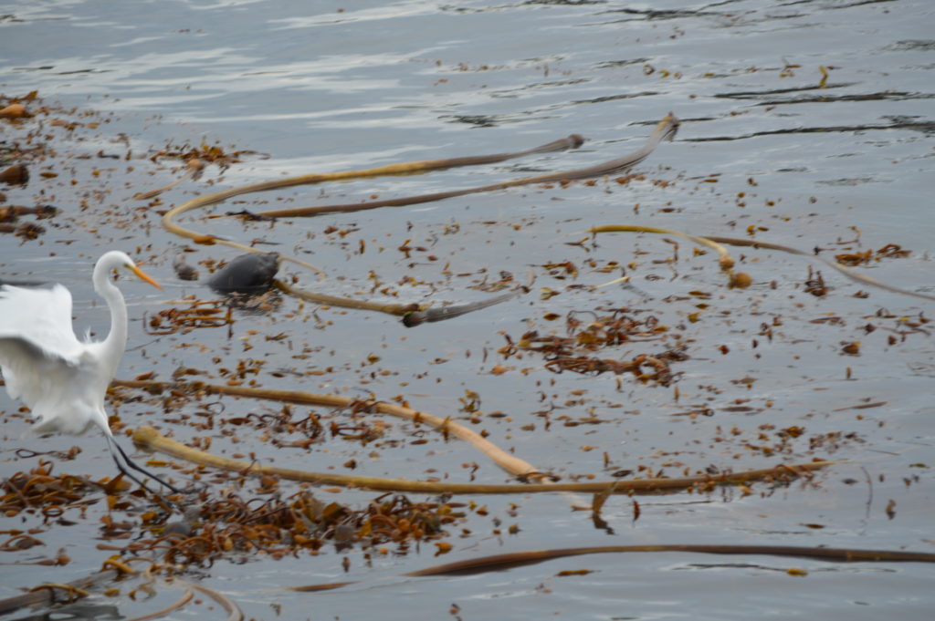 a seaweed and plants in the water