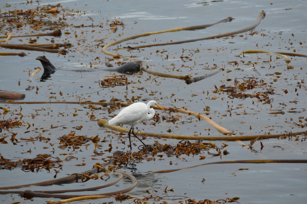 a bird standing in the water