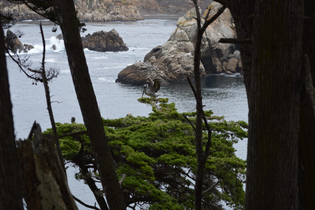 a tree with a bird on it by the water