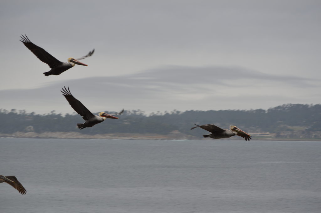 a group of birds flying over water