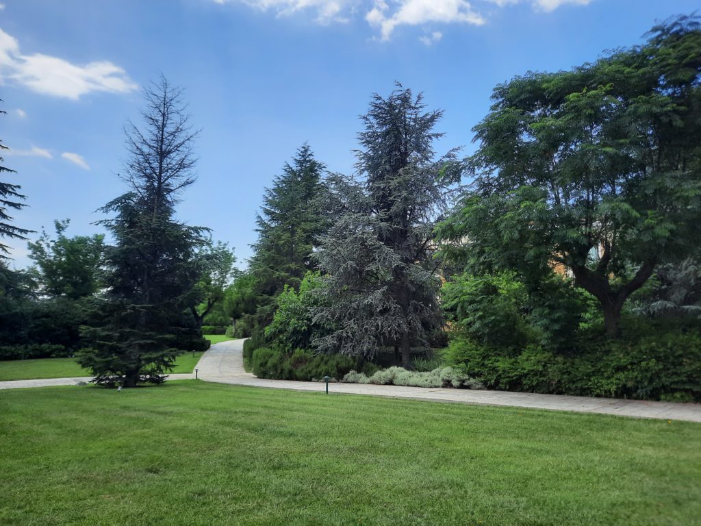 a path with trees and bushes