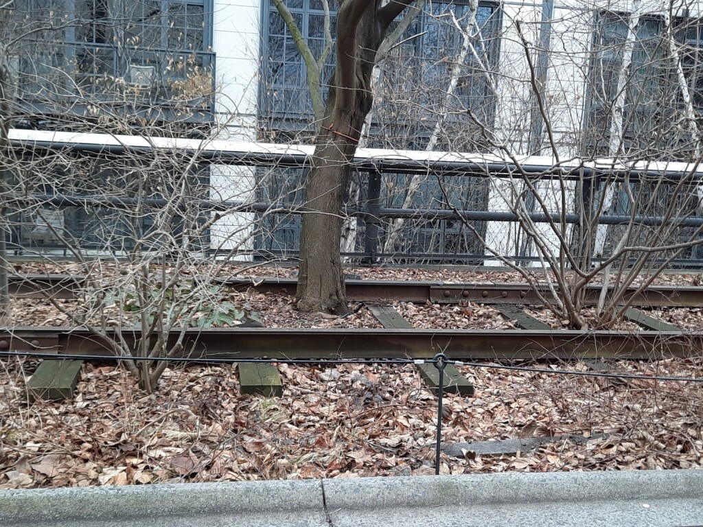 a tree growing on train tracks